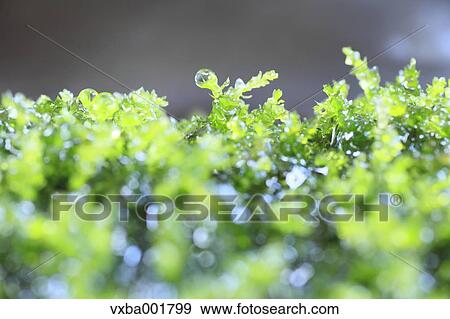 Water drops and moss View Large Photo Image Stock Photo - Water drops and moss. Fotosearch