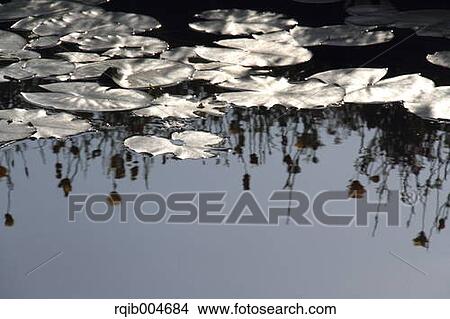 Picture - Water lily leaves. Fotosearch