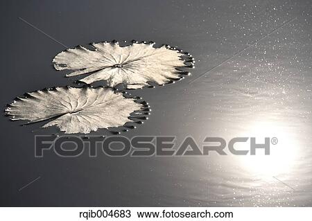Water lily leaves View Large Photo Image Stock Image - Water lily leaves. Fotosearch