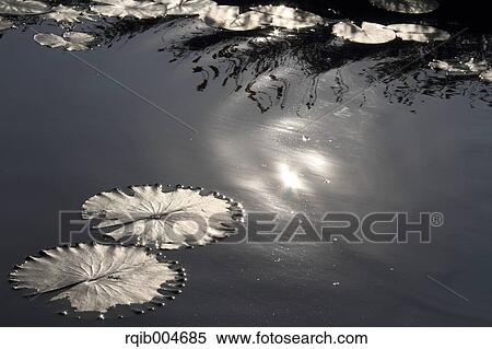Stock Photography - Water lily leaves. Fotosearch