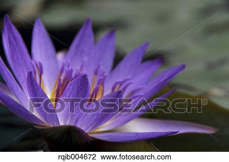 Water lily View Large Photo Image Stock Image - Water lily. Fotosearch