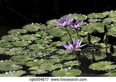 Water lily View Large Photo Image Stock Photo - Water lily. Fotosearch
