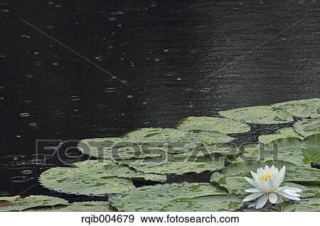 Water lily View Large Photo Image Stock Photo - Water lily. Fotosearch