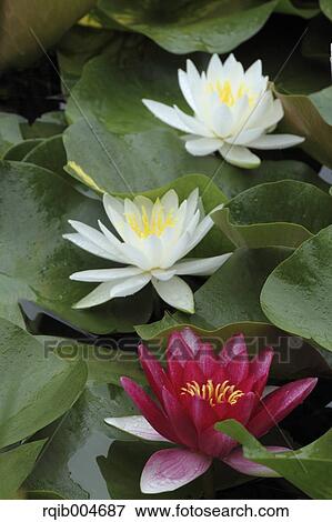Stock Photo - Water lily. Fotosearch