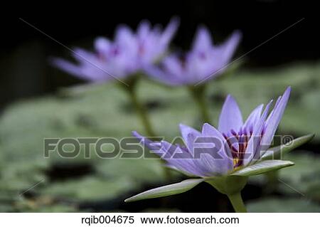 Stock Photography - Water lily. Fotosearch