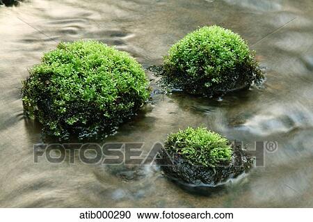 Water stream and stones covered in moss View Large Photo Image Stock Image - Water stream and stones covered in moss. Fotosearch