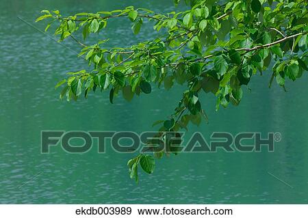 Water surface and green leaves View Large Photo Image Stock Photo - Water surface and green leaves. Fotosearch