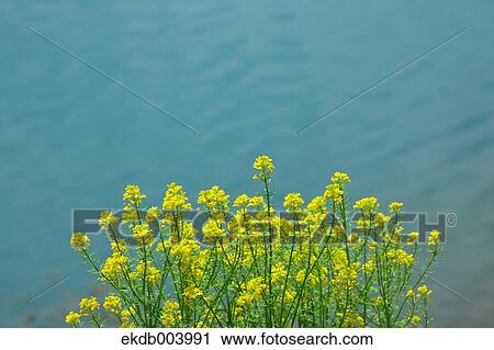 Water surface and rapeseed flowers View Large Photo Image Stock Image - Water surface and rapeseed flowers. Fotosearch