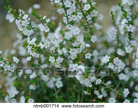 Wax flowers View Large Photo Image Picture - Wax flowers. Fotosearch