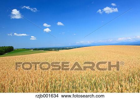 Picture - Wheat field and clouds, Hokkaido. Fotosearch