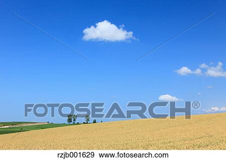 Wheat field and clouds, Hokkaido View Large Photo Image Stock Photo - Wheat field and clouds, Hokkaido. Fotosearch