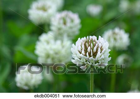 White clover View Large Photo Image Stock Image - White clover. Fotosearch