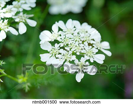 White lace flower View Large Photo Image Stock Image - White lace flower. Fotosearch