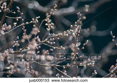 Stock Image - Willow buds. Fotosearch