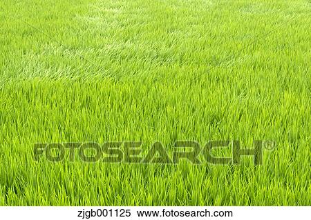 Stock Photography - Wind across rice paddy. Fotosearch