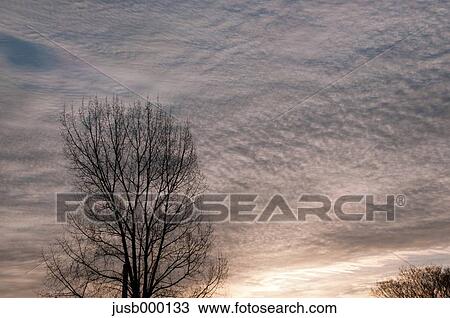 Winter clouds and trees View Large Photo Image Stock Image - Winter clouds and trees. Fotosearch