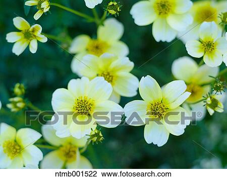 Winter cosmos View Large Photo Image Stock Image - Winter cosmos. Fotosearch
