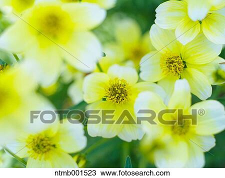 Winter cosmos View Large Photo Image Stock Image - Winter cosmos. Fotosearch