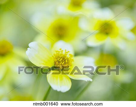 Stock Image - Winter cosmos. Fotosearch