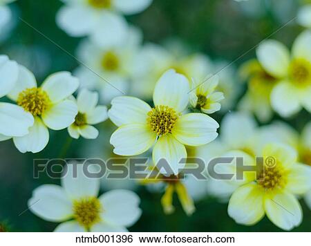 Stock Photograph - Winter cosmos. Fotosearch