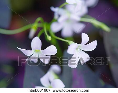 Wood sorrel View Large Photo Image Stock Photo - Wood sorrel. Fotosearch