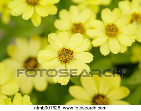 Zinnia Angustifolia View Large Photo Image Stock Photo - Zinnia Angustifolia. Fotosearch