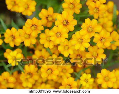 Zinnia Angustifolia View Large Photo Image Stock Photography - Zinnia Angustifolia. Fotosearch