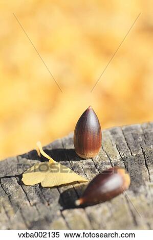 Acorns on tree stump View Large Photo Image Stock Photography - Acorns on tree stump. Fotosearch