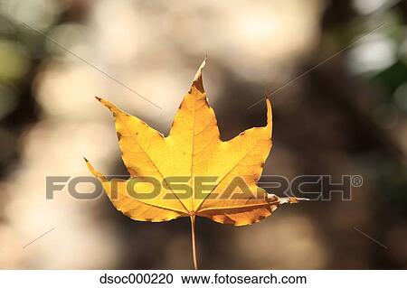 Autumn leaf View Large Photo Image Stock Image - Autumn leaf. Fotosearch