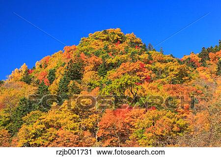 Autumn leaves and sky, Hokkaido View Large Photo Image Stock Image - Autumn leaves and sky, Hokkaido. Fotosearch