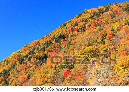 Autumn leaves and sky, Hokkaido View Large Photo Image Stock Photography - Autumn leaves and sky, Hokkaido. Fotosearch