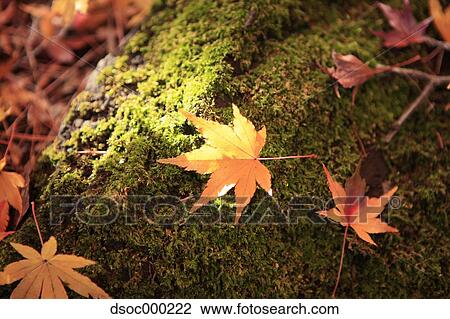 Stock Image - Autumn leaves. Fotosearch
