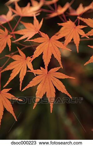 Stock Image - Autumn leaves. Fotosearch