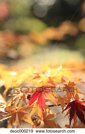 Autumn leaves View Large Photo Image Stock Photo - Autumn leaves. Fotosearch