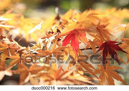 Autumn leaves View Large Photo Image Stock Photograph - Autumn leaves. Fotosearch