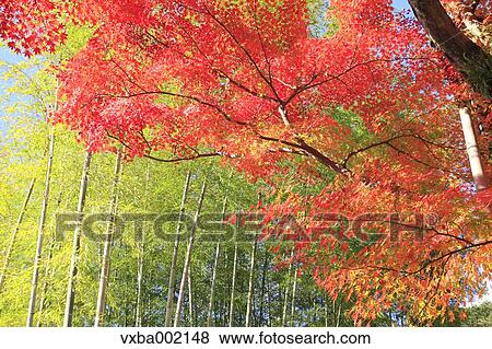 Bamboo forest and red maple leaves, Shizuoka Prefecture View Large Photo Image Stock Photo - Bamboo forest and red maple leaves, Shizuoka Prefecture. Fotosearch