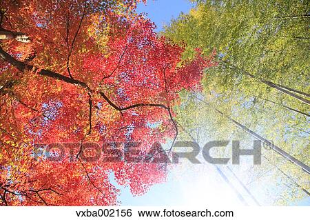 Bamboo forest and red maple leaves, Shizuoka Prefecture View Large Photo Image Stock Photograph - Bamboo forest and red maple leaves, Shizuoka Prefecture. Fotosearch