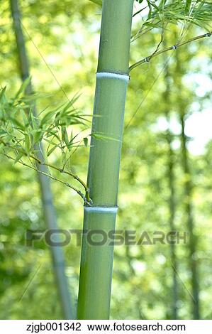 Bamboo View Large Photo Image Stock Image - Bamboo. Fotosearch