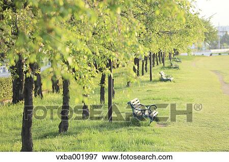 Bench on grassland and trees, Yamanashi Prefecture View Large Photo Image Stock Photo - Bench on grassland and trees, Yamanashi Prefecture. Fotosearch