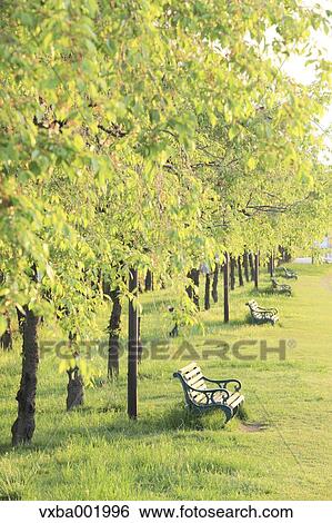 Bench on grassland and trees, Yamanashi Prefecture View Large Photo Image Stock Photograph - Bench on grassland and trees, Yamanashi Prefecture. Fotosearch