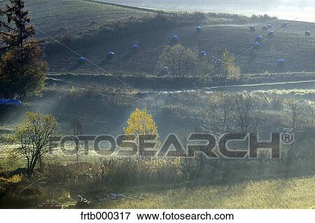 Birch trees in the morning mist, Hokkaido View Large Photo Image Stock Photo - Birch trees in the morning mist, Hokkaido. Fotosearch