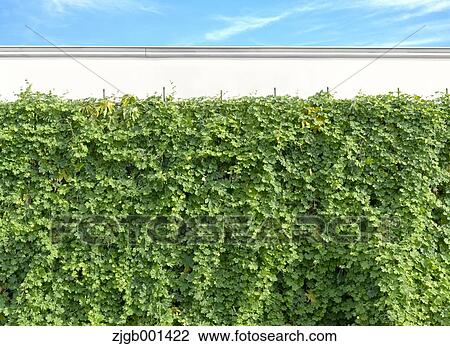 Stock Image - Bitter gourd curtain and sky. Fotosearch