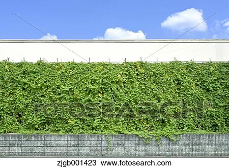 Stock Image - Bitter gourd curtain and sky. Fotosearch