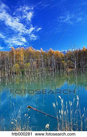 Stock Image - Blue pond and larch forest, Hokkaido. Fotosearch