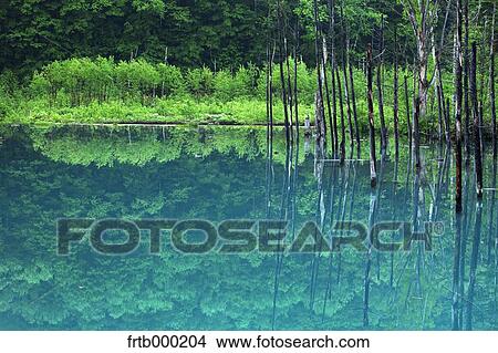 Blue pond in Biei, Hokkaido View Large Photo Image Picture - Blue pond in Biei, Hokkaido. Fotosearch