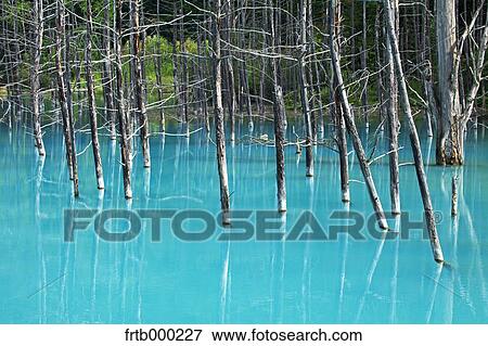 Stock Photo - Blue pond in Biei, Hokkaido. Fotosearch