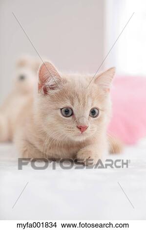 British Shorthair View Large Photo Image Picture - British Shorthair. Fotosearch