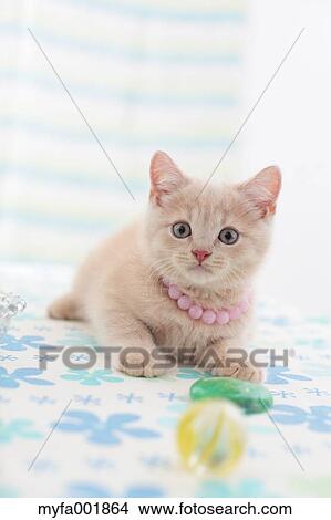 British Shorthair View Large Photo Image Picture - British Shorthair. Fotosearch