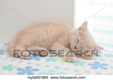 Picture - British Shorthair. Fotosearch