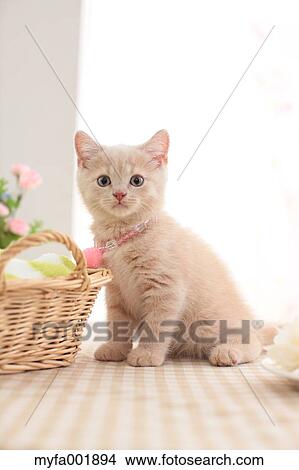 British Shorthair View Large Photo Image Picture - British Shorthair. Fotosearch